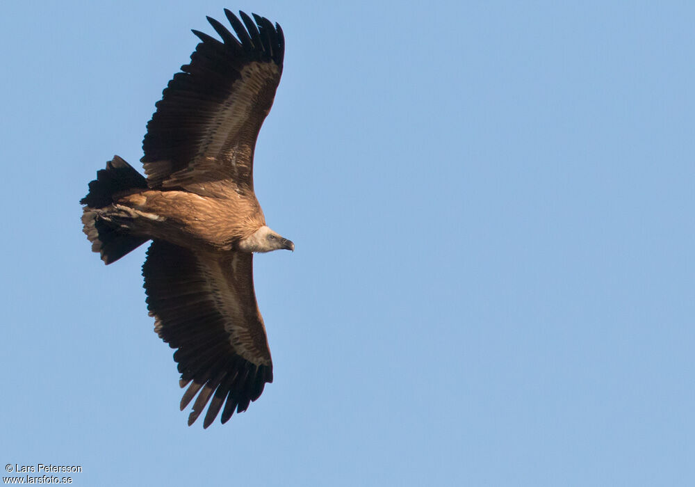 Griffon Vulture