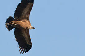 Griffon Vulture