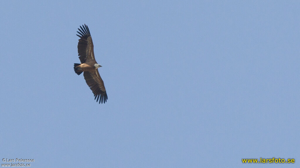 Griffon Vulture