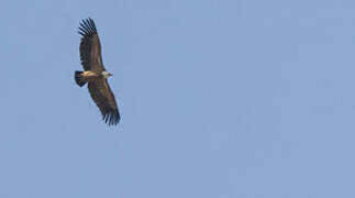 Griffon Vulture