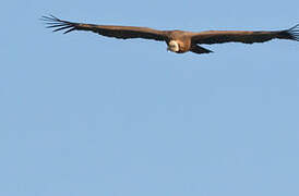 Griffon Vulture