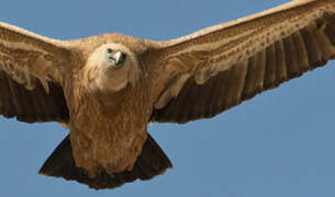 Griffon Vulture