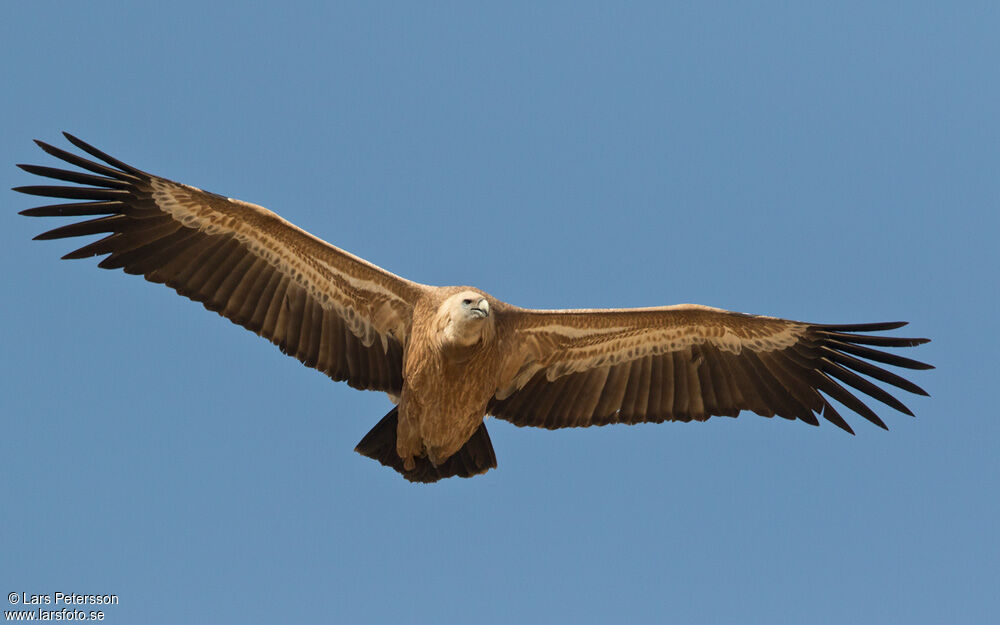 Griffon Vulture