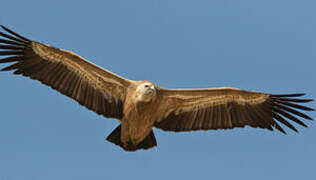 Griffon Vulture