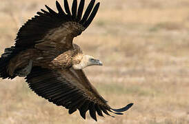 Griffon Vulture