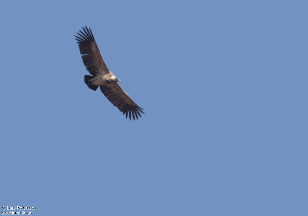 Indian Vulture