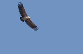 Indian Vulture