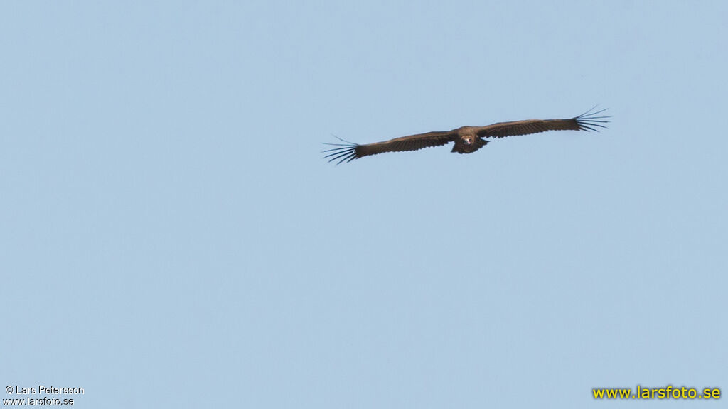 Cinereous Vulture