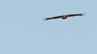 Cinereous Vulture