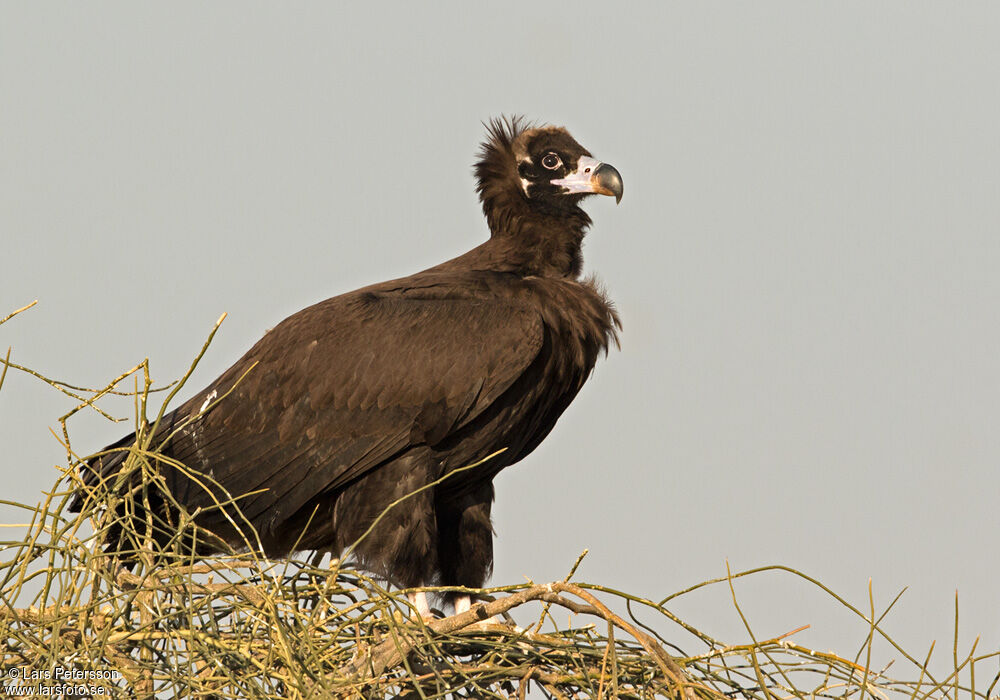 Cinereous Vulture