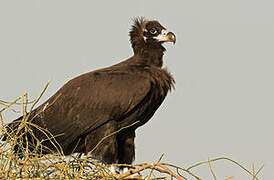 Cinereous Vulture