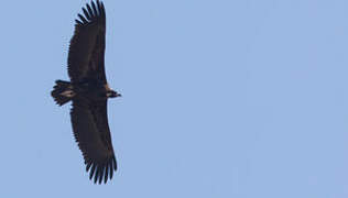 Cinereous Vulture