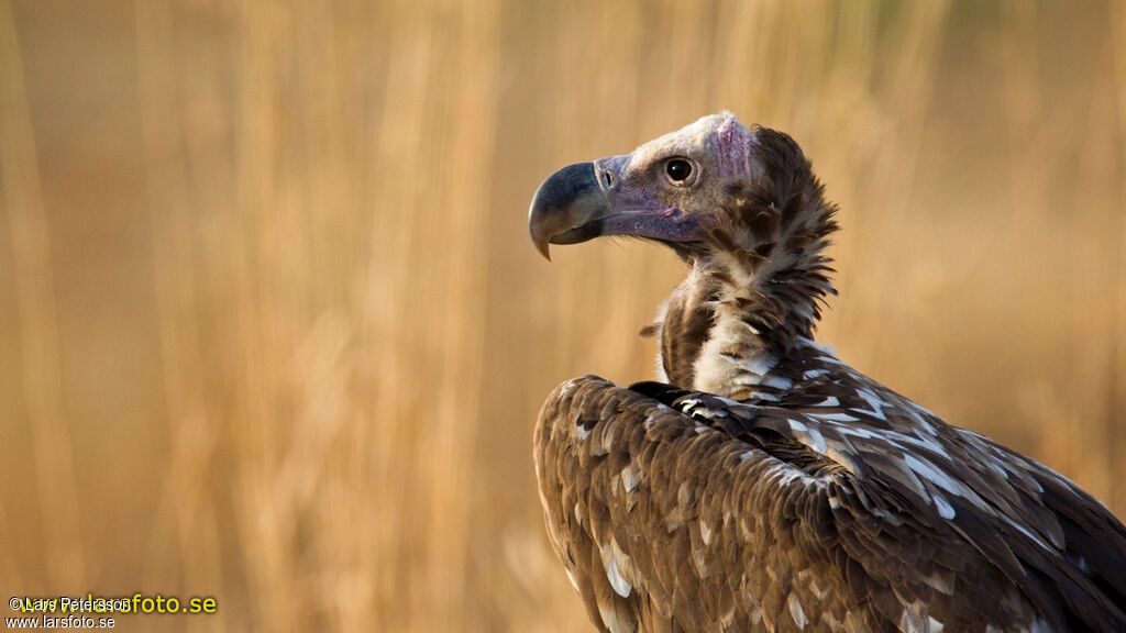 Lappet-faced Vulture