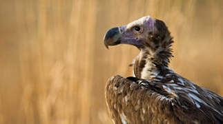 Lappet-faced Vulture