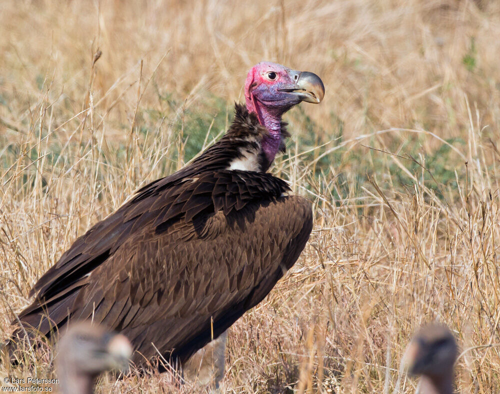 Lappet-faced Vulture