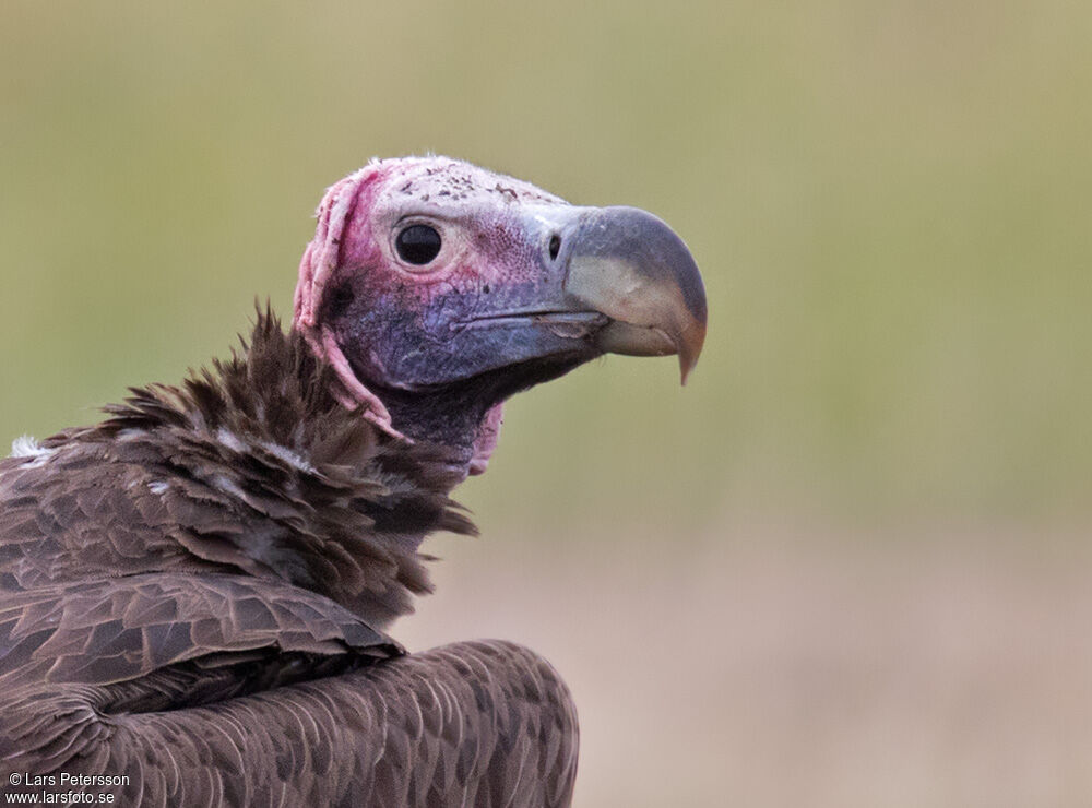 Lappet-faced Vulture