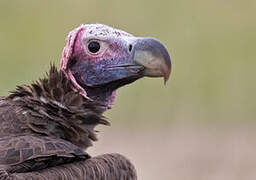 Lappet-faced Vulture