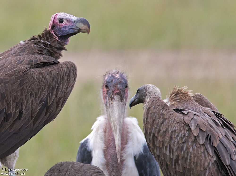 Lappet-faced Vulture