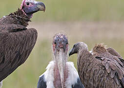 Lappet-faced Vulture