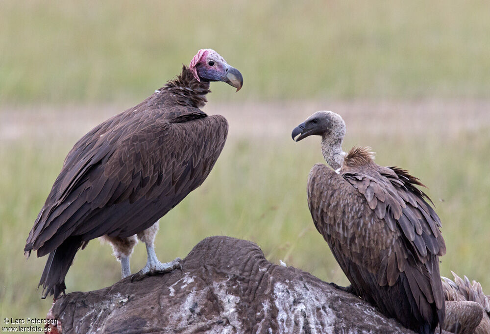 Lappet-faced Vulture