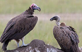 Lappet-faced Vulture