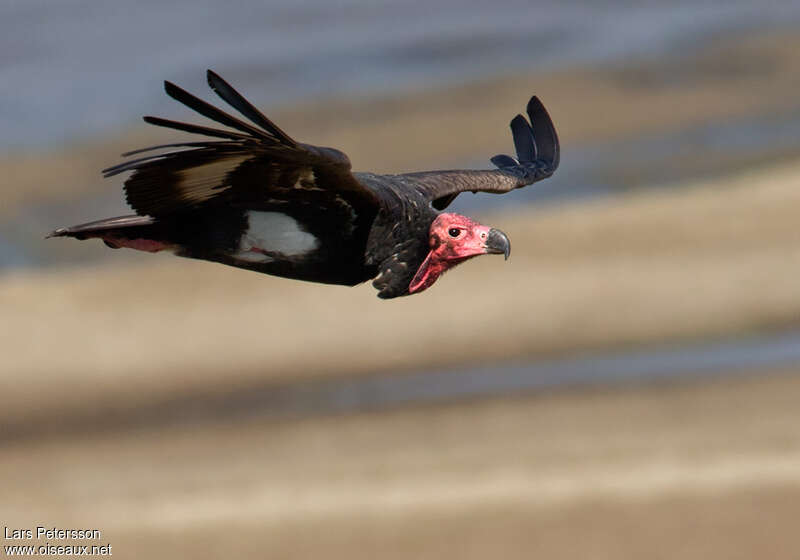 Red-headed Vulture female adult, Flight