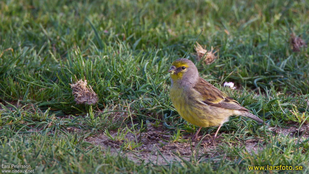 Venturon corse mâle adulte, habitat, mange