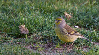 Corsican Finch