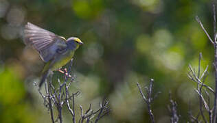 Corsican Finch