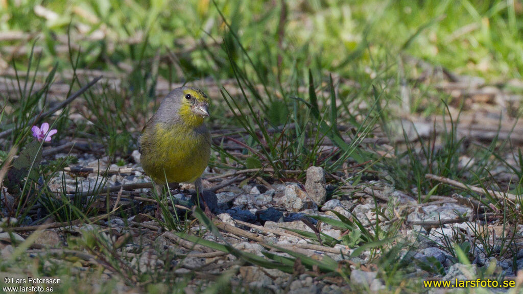 Corsican Finch