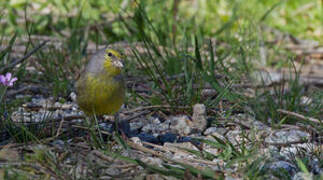 Corsican Finch