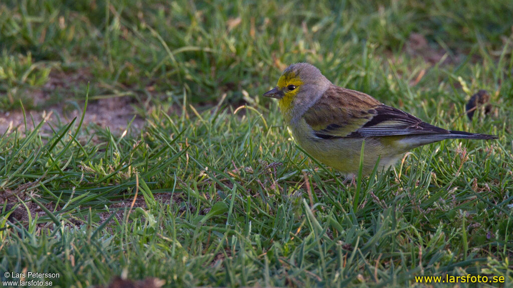 Corsican Finch