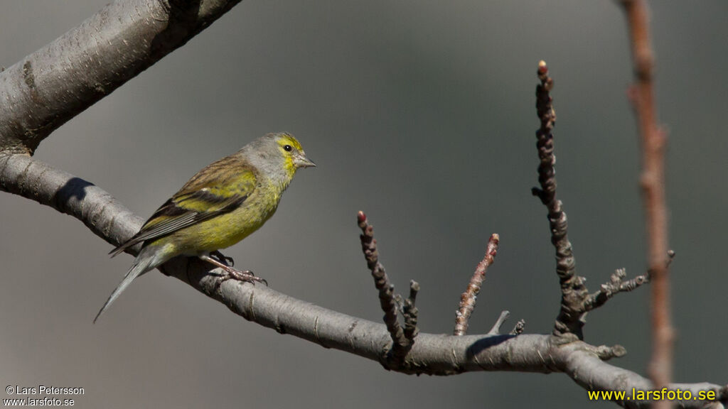 Corsican Finch