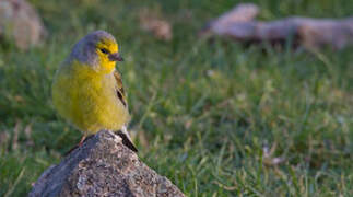 Corsican Finch