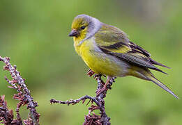 Citril Finch