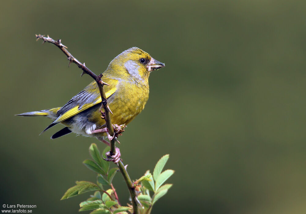 European Greenfinch