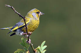 European Greenfinch