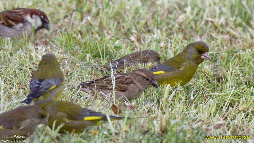 European Greenfinch