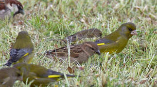 European Greenfinch