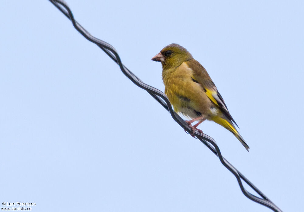 Oriental Greenfinch