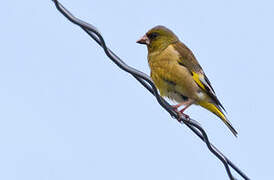 Grey-capped Greenfinch