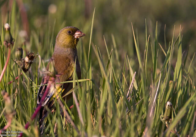 Grey-capped Greenfinch - Chloris sinica - lape277043