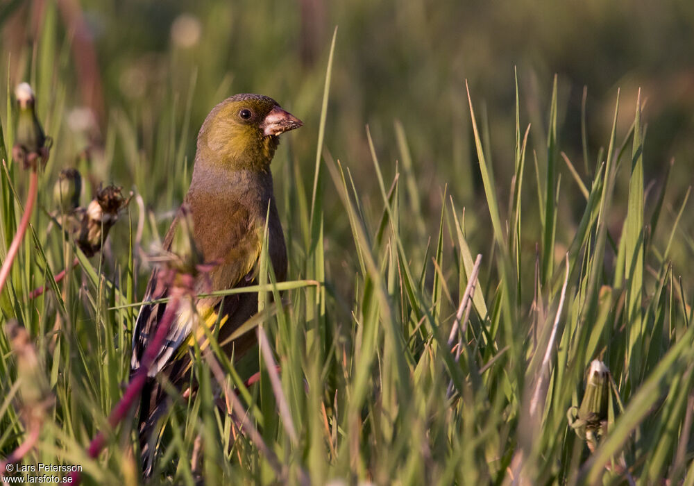 Grey-capped Greenfinch