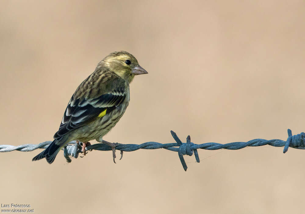 Yellow-breasted Greenfinch female adult, identification