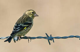 Yellow-breasted Greenfinch