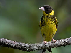 Vietnamese Greenfinch