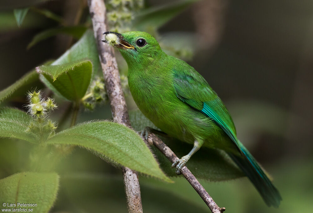 Verdin à ailes bleues