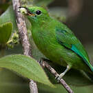 Verdin à ailes bleues