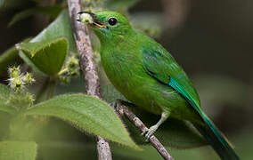 Blue-winged Leafbird