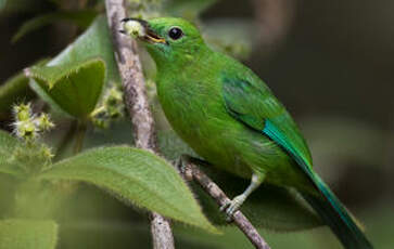 Verdin à ailes bleues